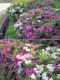 時序進入4月,往年讓旅客驚艷的杜鵑花,近期開始恣意綻放,有白、有紅、有粉紅,艷麗色彩告訴大家春的訊息;現正值盛開季節,花朵茂盛艷麗,歡迎鄉親旅客抽空前往欣賞。(圖/文:曹重偉)