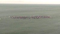 浮球下的黑金－海帶　圖與文：陳鵬雄