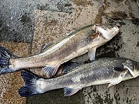 　日本花鱸。（圖與文：陳鵬雄）