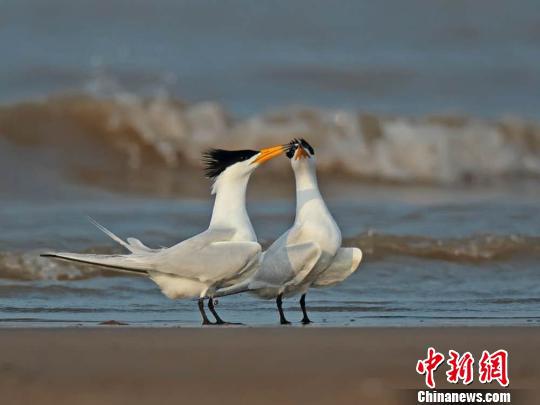 圖為中華鳳頭燕鷗「談戀愛」。(資料圖/ 福建觀鳥會供圖 攝)