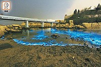 　夜光藻含有螢光素，在受到刺激或騷擾時會發出幽幻的藍光。（圖：香港東方日報 ）