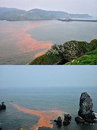 橙紅色俗稱「蟹膏水」14日依然瀰漫東引北澳至東澳一帶。(圖/文:陳其敏)