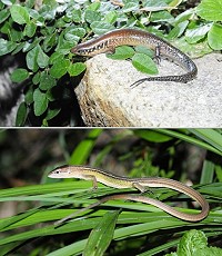 (圖上)中華光蜥。(圖下)北草蜥。(圖/文:張岳文)