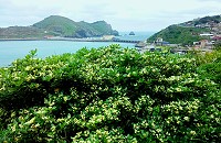 馬祖海桐花季登場,花香瀰漫四鄉五島。(圖/文:陳其敏)