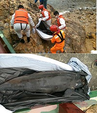 南竿鐵堡發生鯨豚疑似擱淺而死亡,馬祖地區岸巡弟兄前往協助處理。(圖:馬祖岸巡大隊)