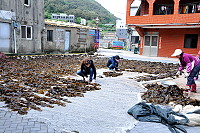　橋仔漁民海帶及裙帶菜大豐收，村內各處可見在曬海菜干。（圖／文：陳鵬雄）