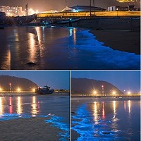 　北竿塘岐馬鼻灣沙灘20日晚間藍眼淚今年第1波大爆量。（圖：北竿藍眼淚紛絲團小編王台榮）