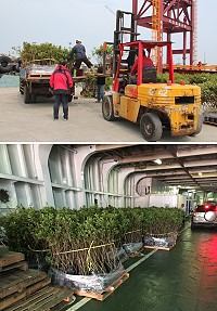 　第1批杜鵑苗木21日已由「臺馬輪」送抵南竿，將展開補植作業。（圖／文：吳嘉榮）