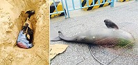 南、北竿澳口近日出現3起鯨豚死亡事件,分別將其屍體就地掩埋或冰存處理。(圖:建設局提供)