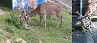 大坵島上梅花鹿為縣府財產,請勿任意捕殺或將其產物,鹿角、鹿骨等帶走。(圖:張良衛提供)
