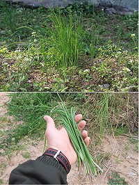 上圖:瞧!看見了嗎?這群低調的野草,就是我們的主角-「麥蔥」。下圖:一探「麥蔥」的廬山真面目。(圖/文:邱毓凱)