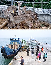 墾丁國家公園捐贈地區6隻純種台灣梅花鹿,千里跋涉飄洋過海來到北竿大坵島。(圖/文:陳鵬雄)