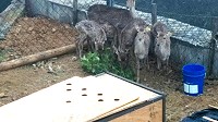 千里跋涉來到馬祖大坵島的墾丁梅花鹿開始進食。(圖:張良衛提供)
