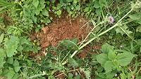 　地區珍貴藥用植物南國薊發現遭人任意挖取。（圖／文：陳鵬雄）