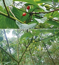 　山櫻花的果實「櫻花果」。（圖／文：宋幸儒）