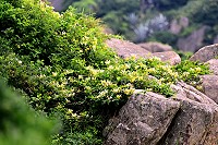 　馬祖野生金銀花，盛開在海岸岩壁上，散發芬芳。（圖／文：陳其敏）