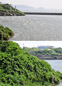 又見漫天白羽!近日包括南竿后澳水庫等處都有過境的白鷺鷥聚集,成群飛舞時煞是壯觀。(圖/文:曹重偉)