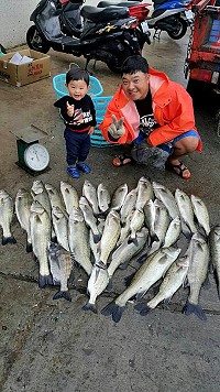 季尾鱸魚大靠岸,北竿漁民船釣大豐收。(圖:北竿橋仔王家凌)
