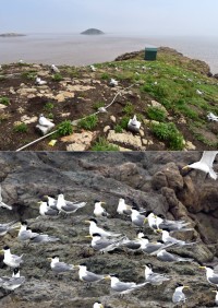 　大陸浙江舟山島五峙列島上也在推動燕鷗誘鳥計畫，目前已有大批鳳頭燕鷗落地築巢。（圖：台大洪崇航提供）