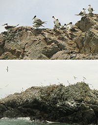 睽違多年,北竿中島再度成為鳳頭燕鷗選擇棲息落腳的保護區島礁。(圖:台大張樂寧提供)