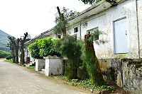 　東引鄉公所發包整修981營站附近路段路樹，修整規模大，引起網民撻伐。（圖／文：陳其敏）