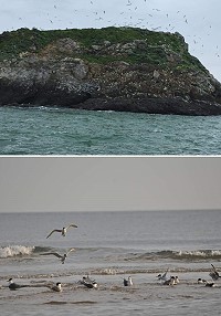 西莒蛇山近千隻燕鷗棲息,場面壯觀。(圖/文:宋幸儒、陳俊欣)