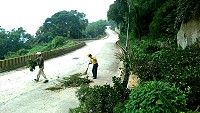 北竿碧園公園一巨大路樹傾倒,工人花了近3小時才完成清除。(圖/文:陳鵬雄)