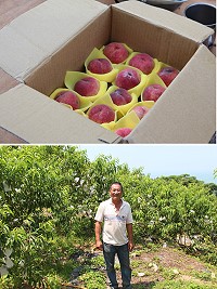 邁入第2年的津沙優質水蜜桃,8日起在津沙路往村莊環道中右側和金沙魚特產販售。(圖/文:吳嘉榮)