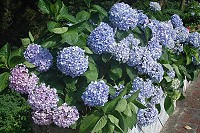 　花團錦簇。（圖／文：楊凱棻）