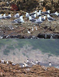 北竿鐵尖島聚集大量燕鷗,今年的賞鷗活動即將在7月1日登場。(圖:王樹欽)