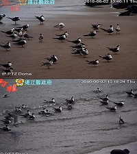 西莒蛇山去年完成架設燕鷗設備監視系統作業,2日經由監測系統回傳影像。(圖/文:吳嘉榮)