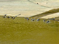 　黑尾鷗戲水。（圖／文：陳其敏）