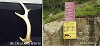 　大坵島上梅花鹿正處掉角期，不管其價值與否，請勿撿拾或攜回梅花鹿產物。（圖：建設局提供）