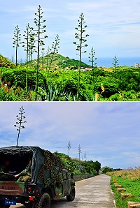 　頂天立地。（圖／文：陳其敏）