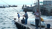 橋仔瘋鯷魚　圖：林加友提供  文：陳鵬雄