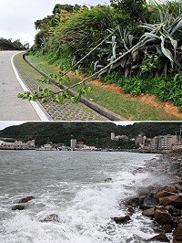 雖然「尼伯特」颱風對馬祖影響不如預期,在福澳港邊與南竿山線等處還是可以明顯感受到風勢,還有瓊麻不耐風力遭攔腰吹斷,災害應變中心提醒民眾外出要小心慢行,有發現災情歡迎與該中心通報。(圖/文:曹重偉)