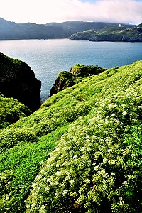 防葵滿山坡　圖與文：陳其敏