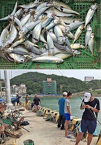每年初夏鯷魚群都過境馬祖,福澳港是必經之地,近日每到傍晚時刻,就吸引許多不分資歷的釣客前往一試身手,不用多久就可以漁獲滿滿。(圖/文:曹重偉)