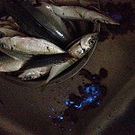 馬祖畫家曹楷智11日釣獲鯷魚剪肚內發現晶露般「藍眼淚」在洗碗槽中。(圖:李若梅)