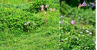 「花」現紅藍　圖與文：陳其敏