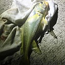 東引18日晚間一位釣友在漁船碼頭無預警釣獲一隻1斤左右野生黃魚。(圖:Susana Wang提供)
