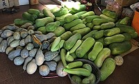 　西莒冬瓜大豐收。（圖／文：宋幸儒）