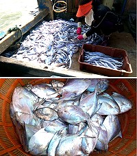 農曆大潮水,北竿橋仔漁民白帶魚和小白鯧大豐收。(圖/文:陳鵬雄)