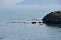 　海漂垃圾隨潮水進入北竿芹壁以及橋仔澳口。（圖／文：陳鵬雄）