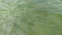 水清見底　小魚成群　圖與文：陳鵬雄