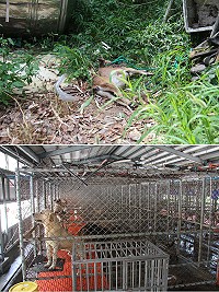 福澳村飼養羊隻遭惡犬咬死,建設局展開捕捉,並呼籲鄉親流浪狗中心收容場所設施已改善,勿將捕狗籠捕獲犬隻隨意放走。(圖/文:吳嘉榮)