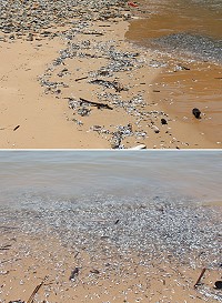 仁愛沙灘昨天出現鰮、鯷等小魚群集體死亡,研判可能因大魚追逐或浪潮過大導致。(圖/文:吳嘉榮)
