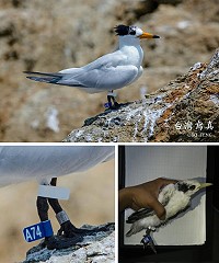 　去年繫放的小小神話之鳥A74，今年長成後重返北竿鐵尖島。（圖：鄧光宇、台大森林系）
