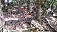 　雞鹿共生。（圖與文：陳鵬雄）