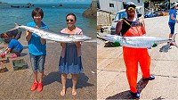 橋仔漁民定置網捕獲罕見重達35斤的大鰆魚。(圖:橋仔星漾民宿)